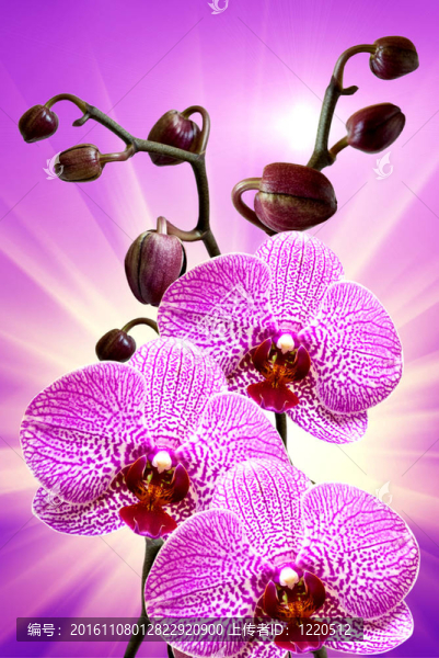 蘭花花的特寫