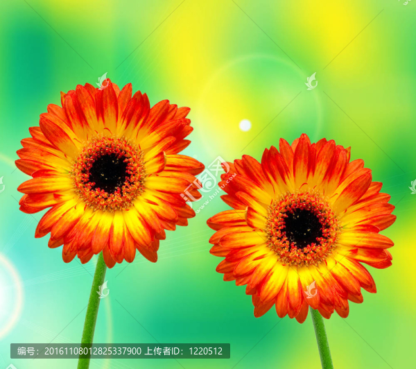 Gerber的花