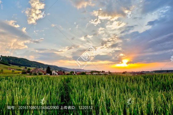 麥田的日出