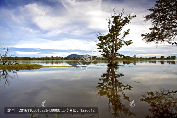 斯里蘭卡湖