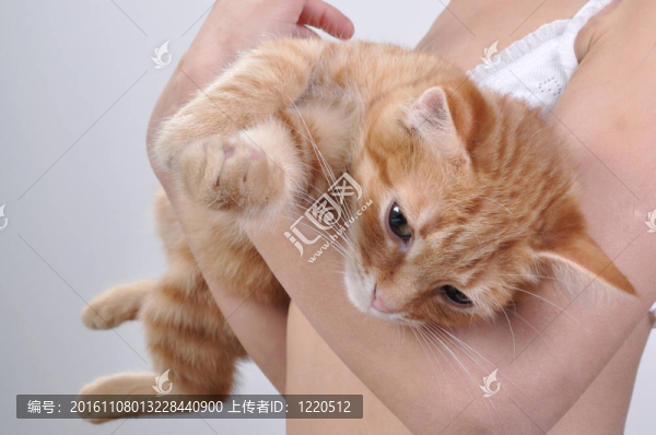 紅色的小貓