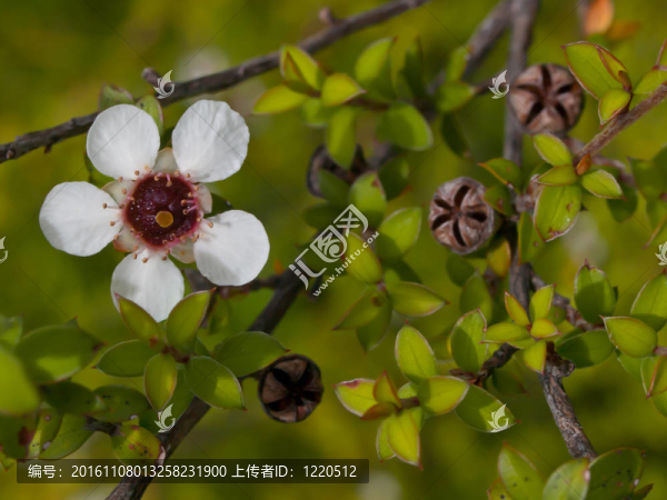 茶樹花細節(jié)