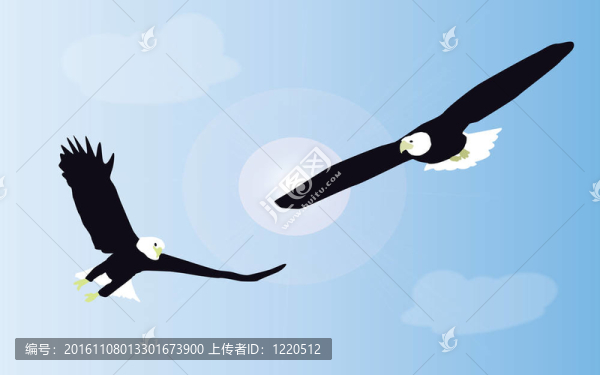 兩個(gè)白尾鷹在藍(lán)天的空中戰(zhàn)斗。.