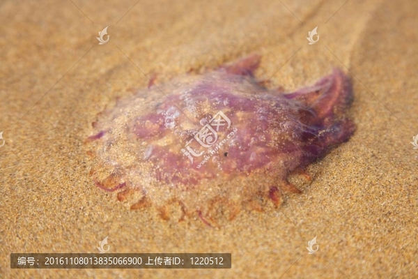 水母躺在沙