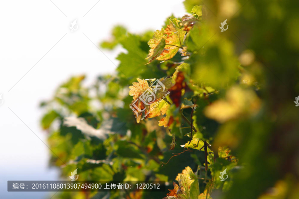 葡萄的細(xì)節(jié)