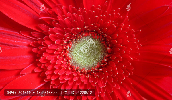 紅色的花朵