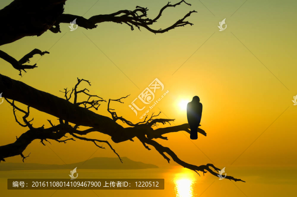 夕陽下的鳥