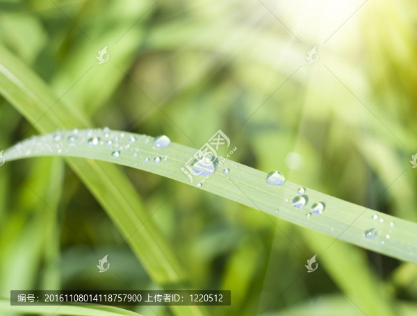 蒲公英宏觀。