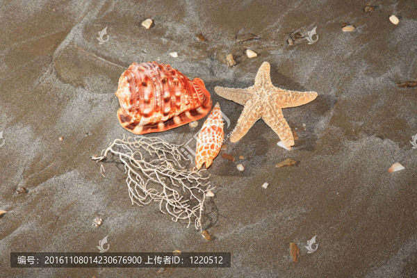 海灘上的海星和貝殼
