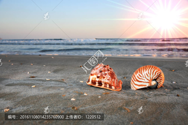 海灘上的貝殼