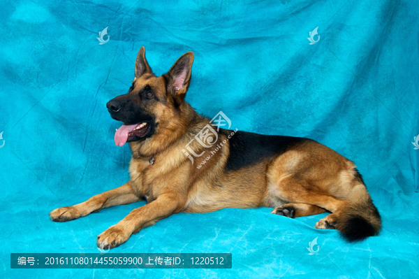 德國牧羊犬躺下