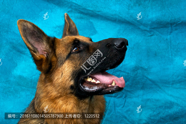 德國牧羊犬抬頭張口