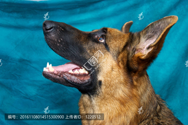 德國牧羊犬簡介