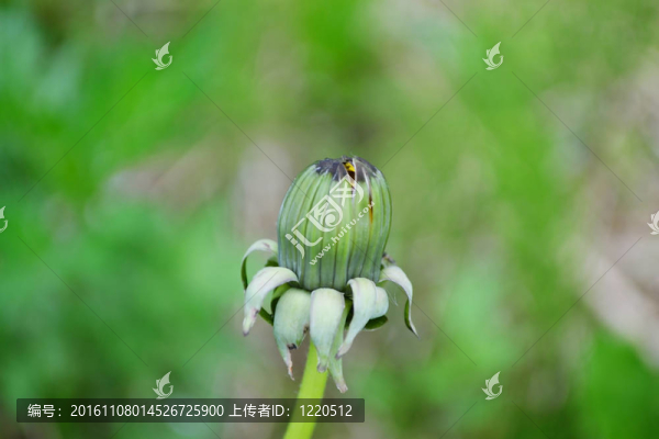 蒲公英