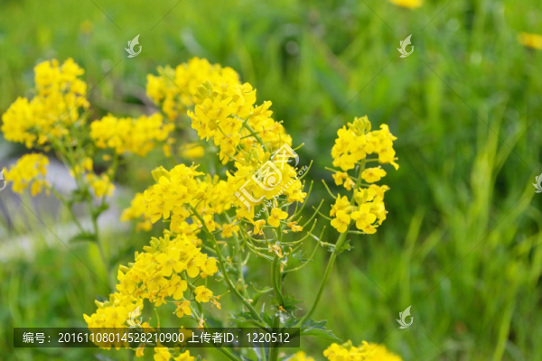 野花的草地