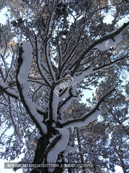 樹枝在雪中
