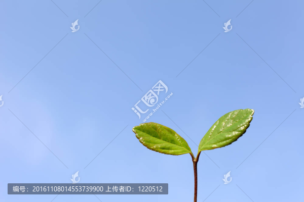 綠色的葉子