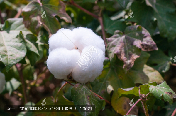 棉花