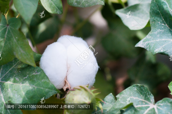 棉花