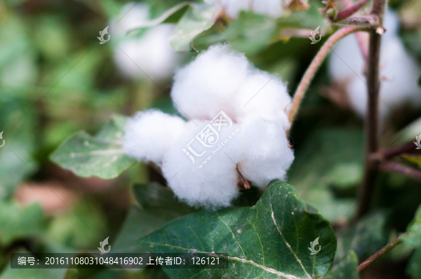 棉花