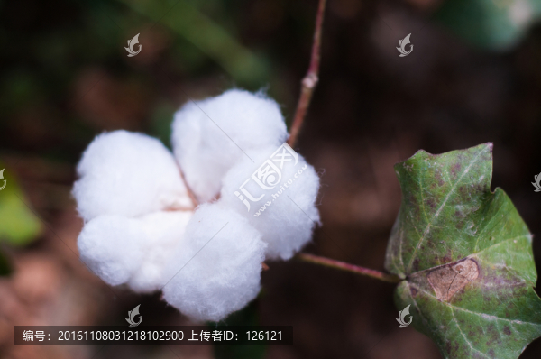 棉花