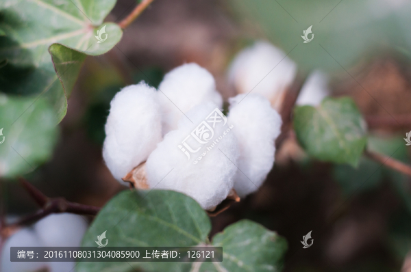 棉花