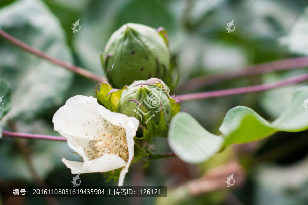 棉花桃