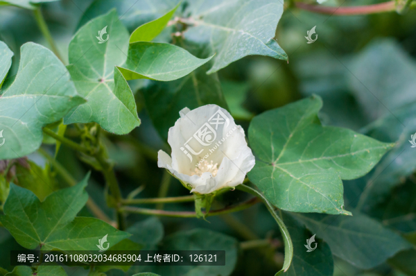 棉花花