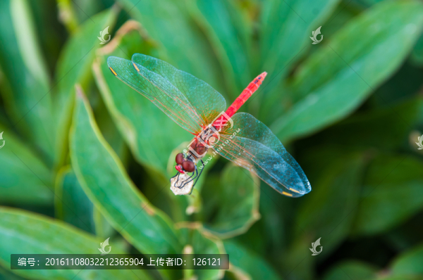 蜻蜓