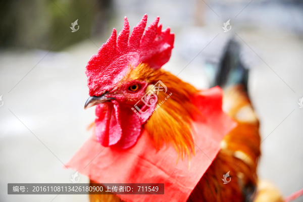 紅公雞特寫