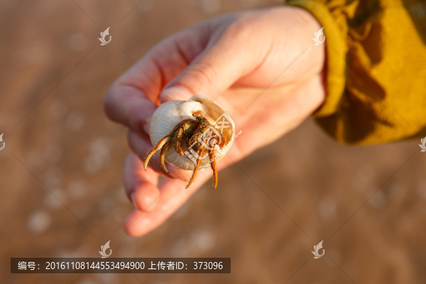 抓寄居蟹的手