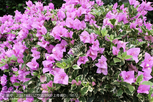花墻