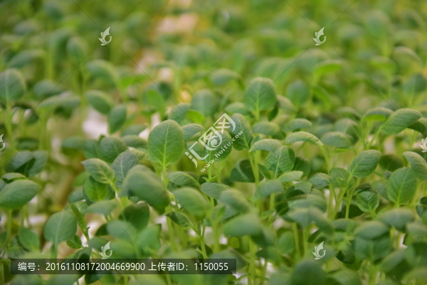馬鈴薯苗無(wú)土栽培