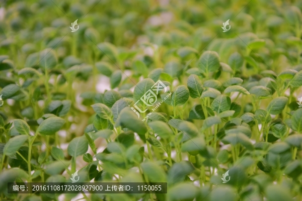 馬鈴薯苗無(wú)土栽培