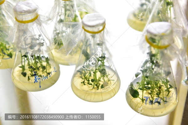 馬鈴薯苗無(wú)土栽培
