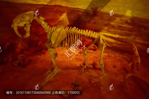 恐龍化石