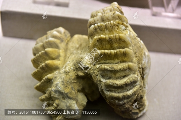 動物骨骼化石