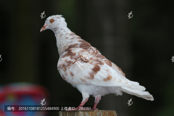 鴿子攝影