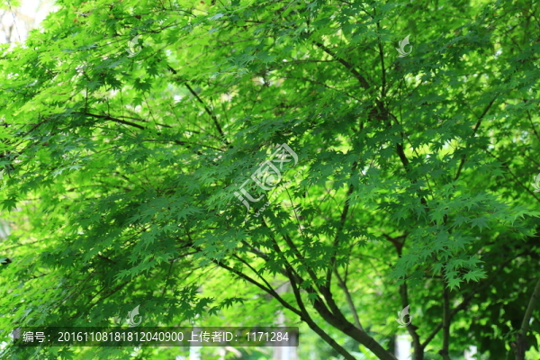 綠樹(shù)成蔭
