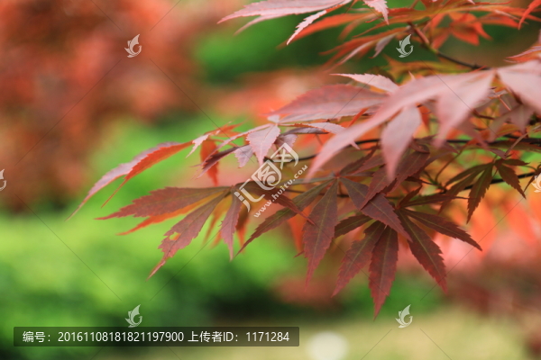 紅葉