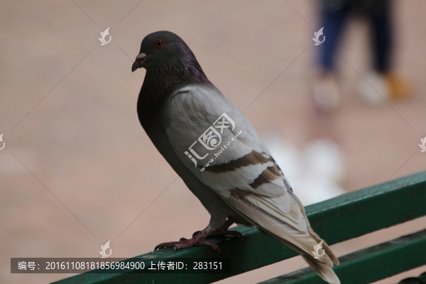 鴿子