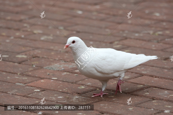 和平鳥(niǎo)