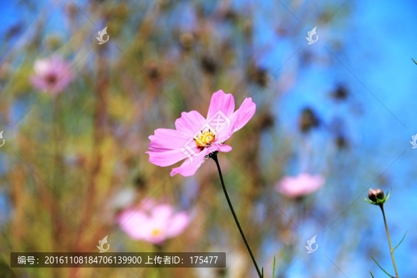 向陽花