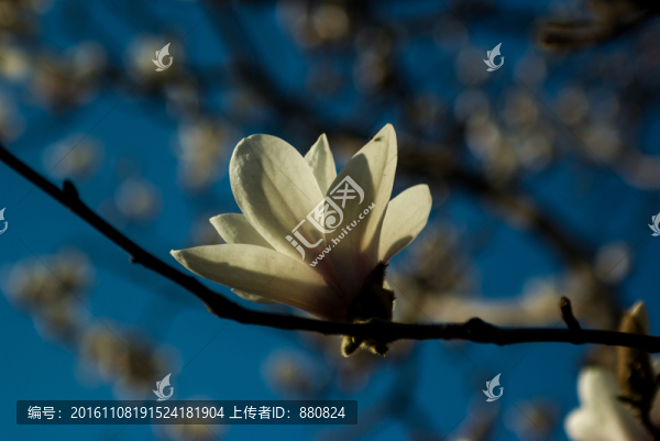 玉蘭花