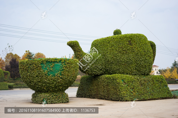 立體栽培植物大茶壺