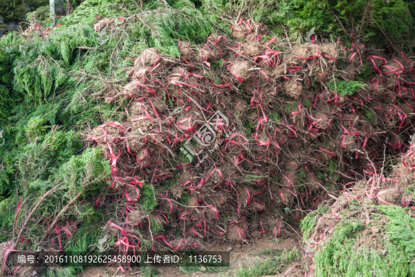 苗圃,樹(shù)苗