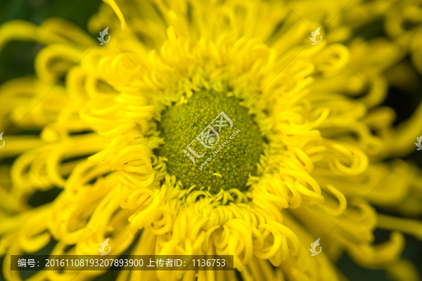 菊花特寫