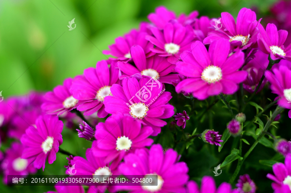 花兒,瓜葉菊