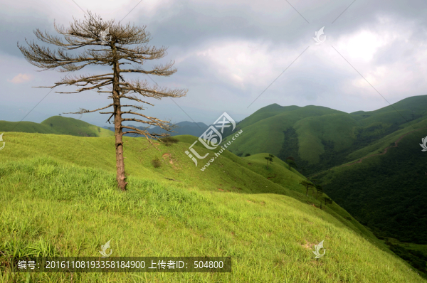武功山松樹