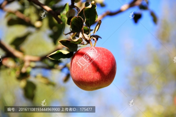 蘋果